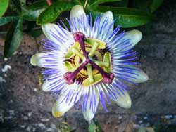 Passionflower